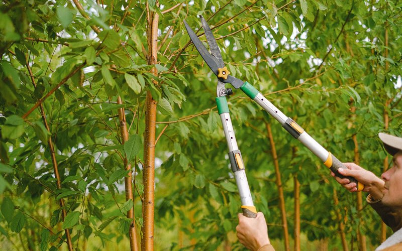 Tree trimming in Mill Shoals, IL