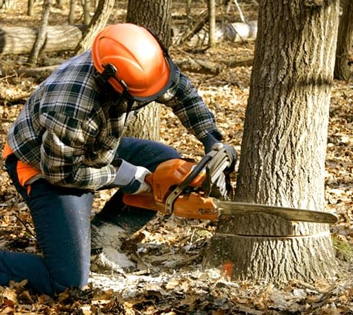 Tree Removal in Mill Shoals, IL